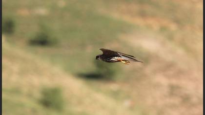 Eurasian Hobby
