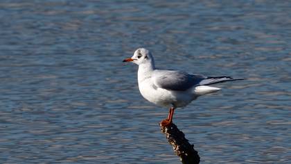Black-headed Gull