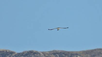White-tailed Eagle