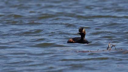 Black-necked Grebe
