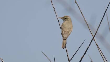 Upcher`s Warbler