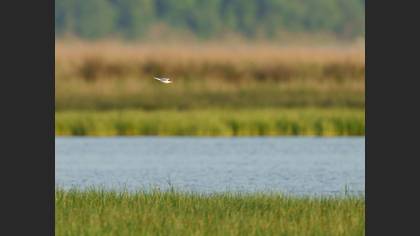 Little Tern