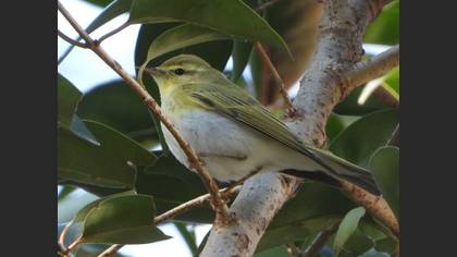 Wood Warbler