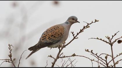 European Turtle Dove