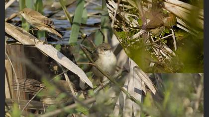 Marsh Warbler