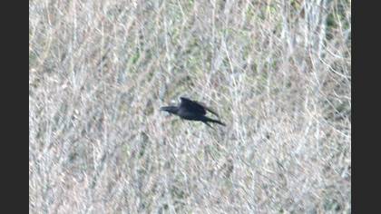 Northern Raven