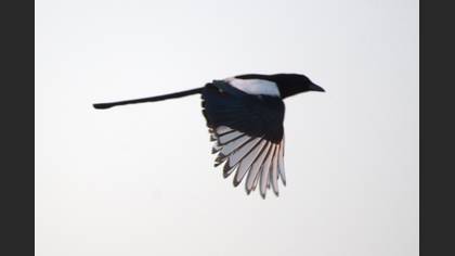Eurasian Magpie