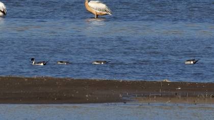 Northern Pintail