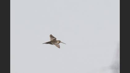 Great Snipe