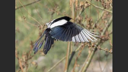 Eurasian Magpie