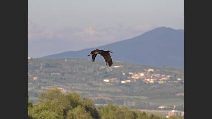 Black Stork