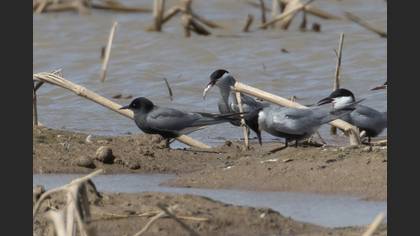 Black Tern