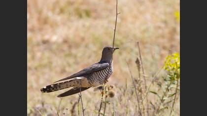 Common Cuckoo