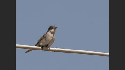 Common Whitethroat