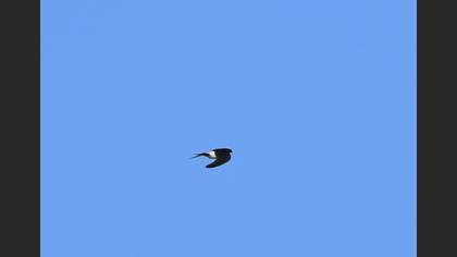 Western House Martin