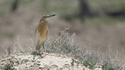 Squacco Heron