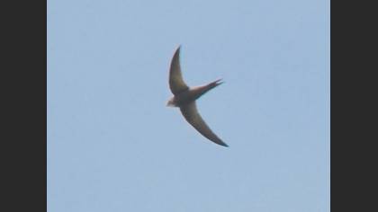 Common Swift