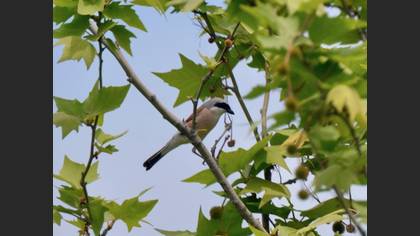Red-backed Shrike