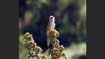 Upcher`s Warbler