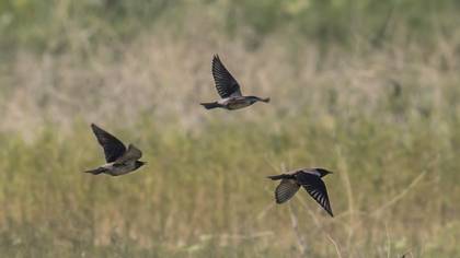 Rosy Starling