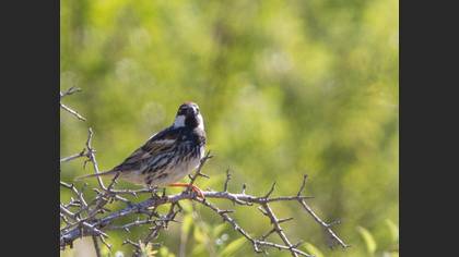 Spanish Sparrow