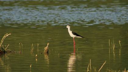 Black-winged Stilt