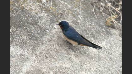 Barn Swallow