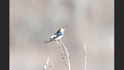 European Red-rumped Swallow