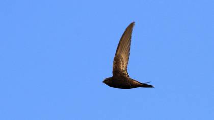 Common Swift
