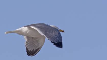 Armenian Gull