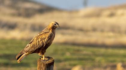 Long-legged Buzzard