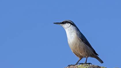 Western Rock Nuthatch