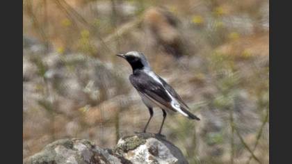 Finsch`s Wheatear