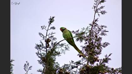 Alexandrine Parakeet