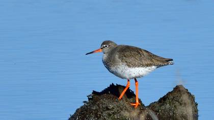 Common Redshank