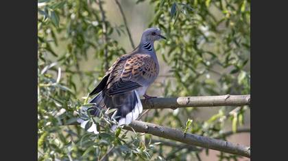 European Turtle Dove