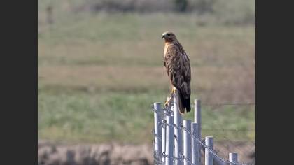 Long-legged Buzzard
