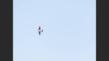 Western House Martin