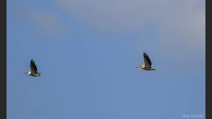 Great White Pelican