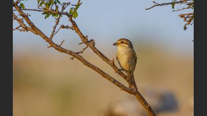 Red-backed Shrike