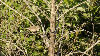 Common Whitethroat
