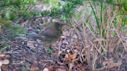 River Warbler