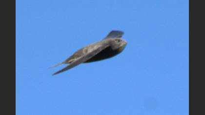 Pallid Swift