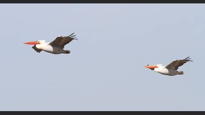 Dalmatian Pelican