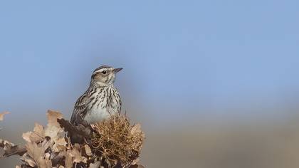 Woodlark