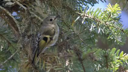 Goldcrest