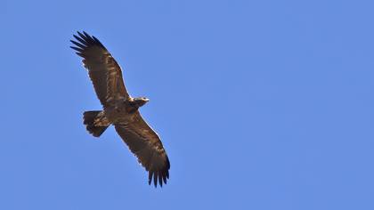 Lesser Spotted Eagle