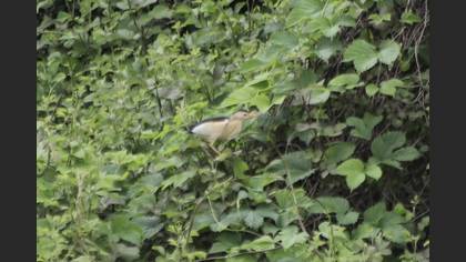 Little Bittern