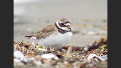 Common Ringed Plover