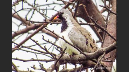 Namaqua Dove